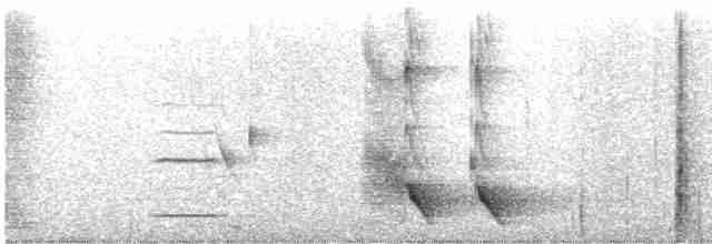 Méliphage carillonneur - ML619602471
