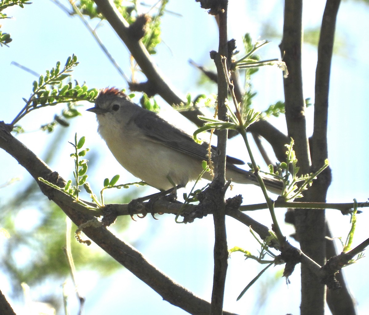 Lucy's Warbler - ML619602575