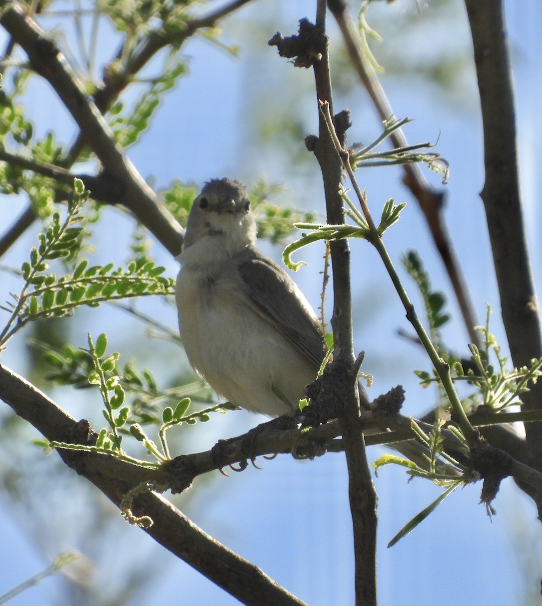Lucy's Warbler - ML619602577