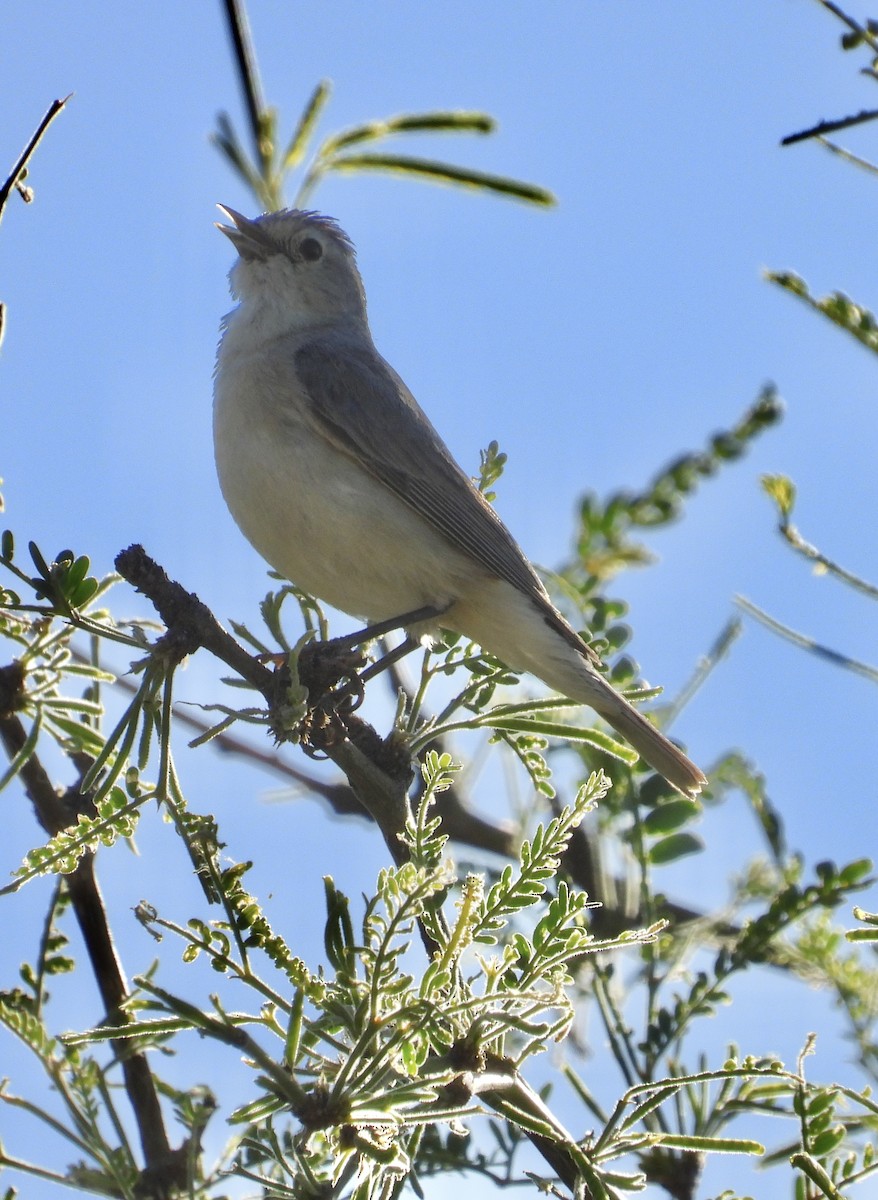 Lucy's Warbler - ML619602578