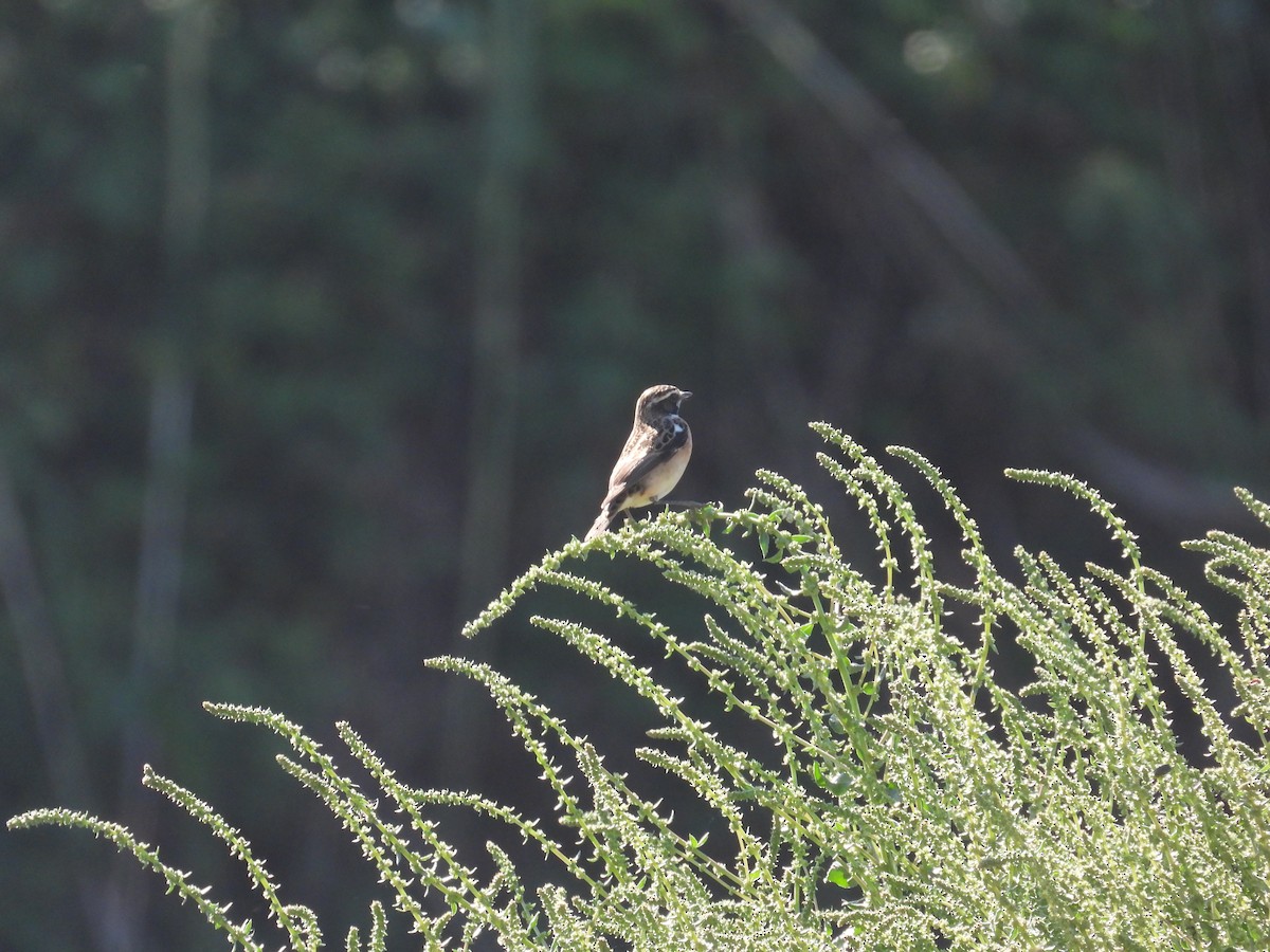 Whinchat - ML619602641