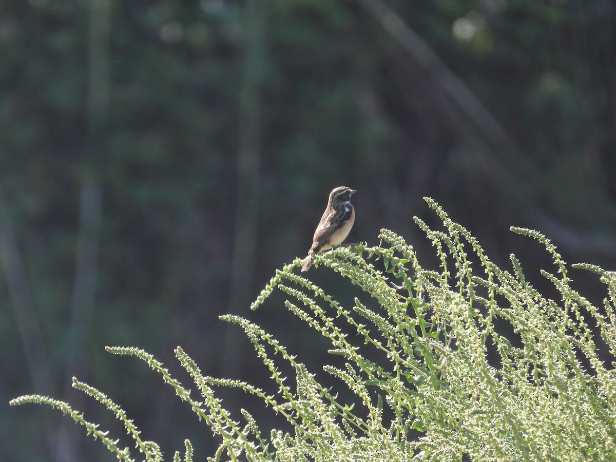 Whinchat - ML619602643