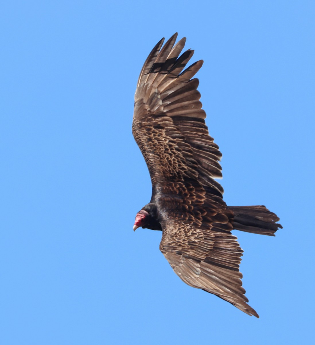 Turkey Vulture - ML619602652