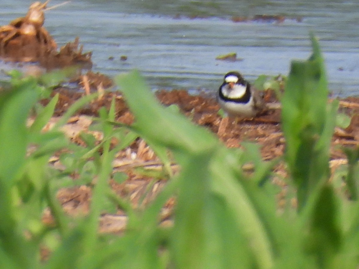 Semipalmated Plover - ML619602656