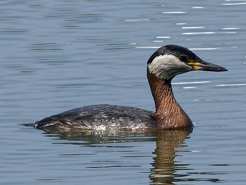 Red-necked Grebe - ML619602660