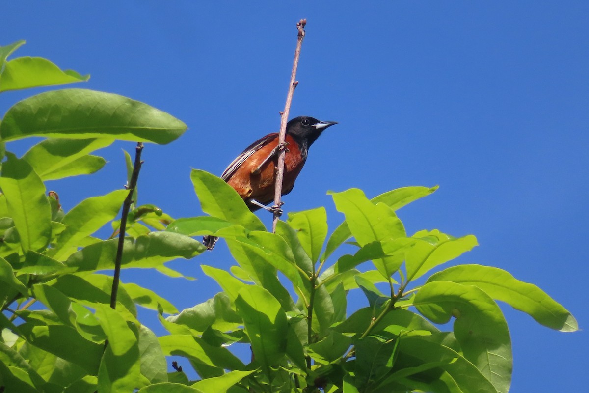 Orchard Oriole - ML619602665