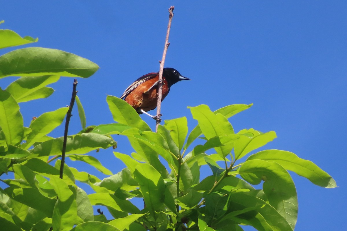 Orchard Oriole - ML619602666