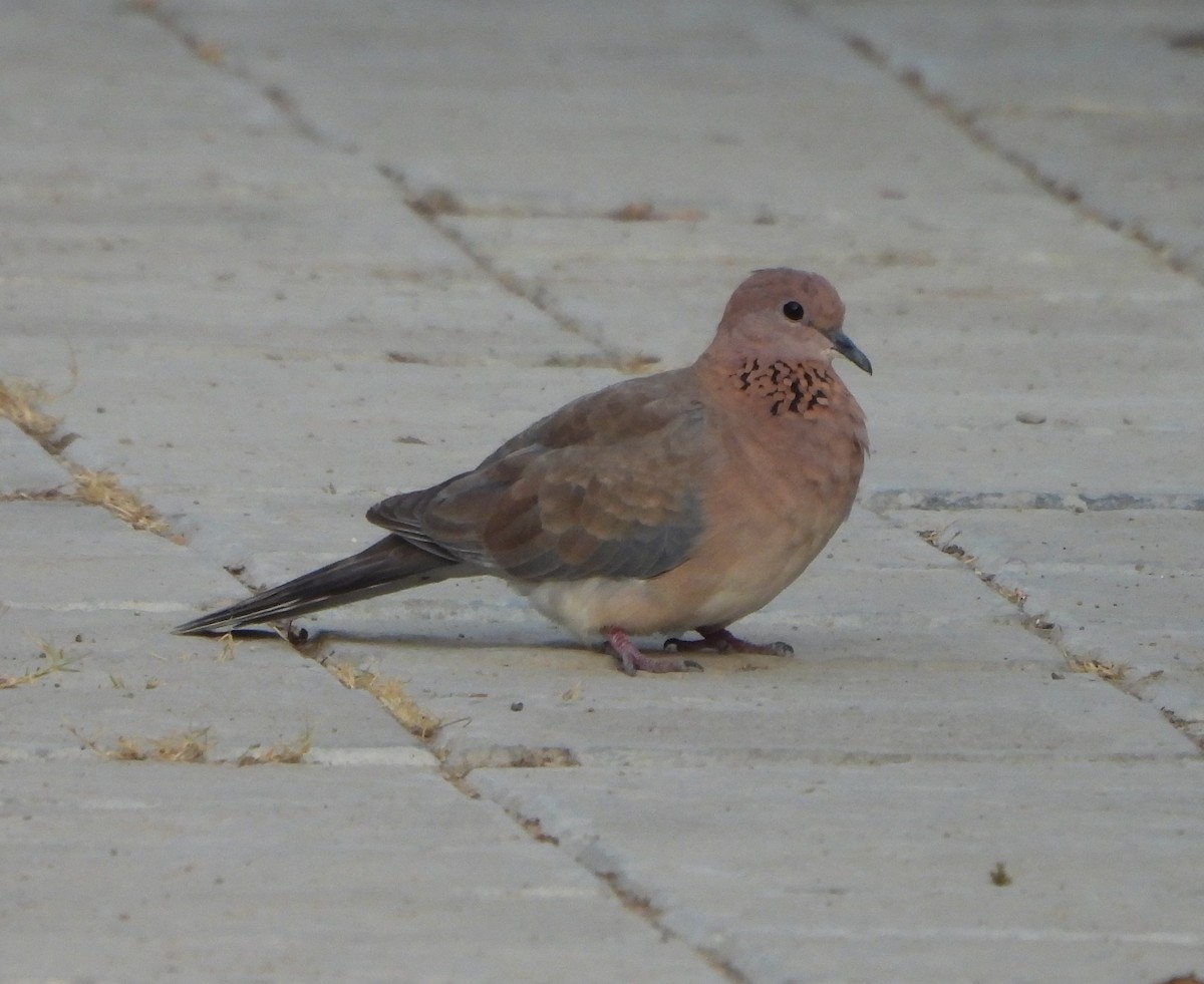 Laughing Dove - ML619602696