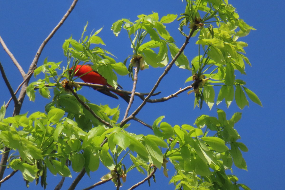 Scarlet Tanager - ML619602713