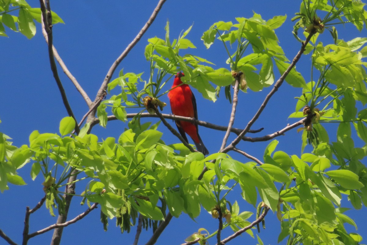 Scarlet Tanager - ML619602714