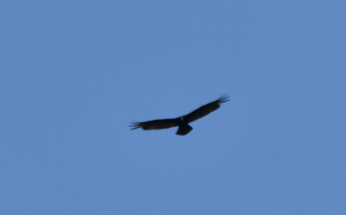 Turkey Vulture - ML619602779
