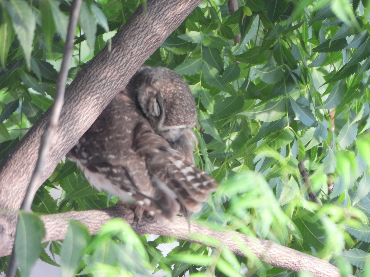 Spotted Owlet - ML619602815