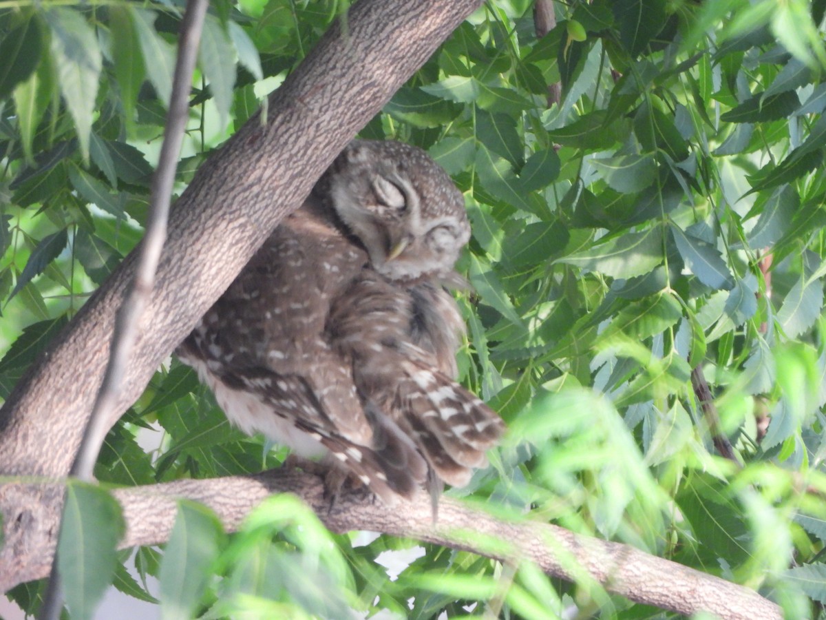 Spotted Owlet - ML619602816