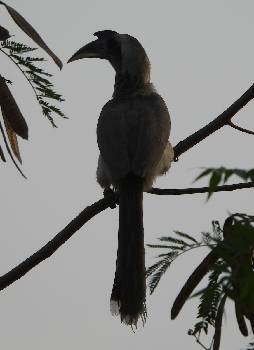 Indian Gray Hornbill - ML619602830