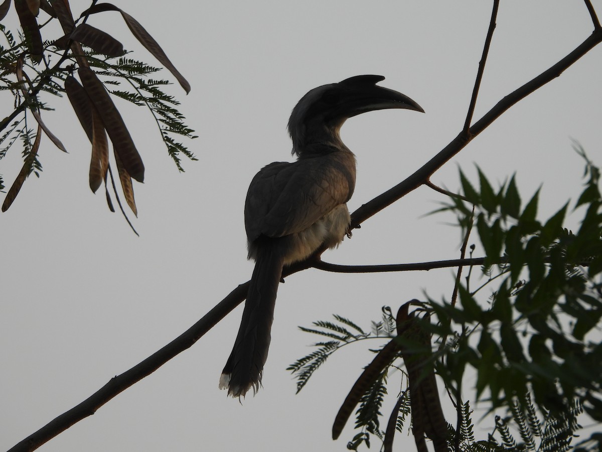 Indian Gray Hornbill - ML619602831