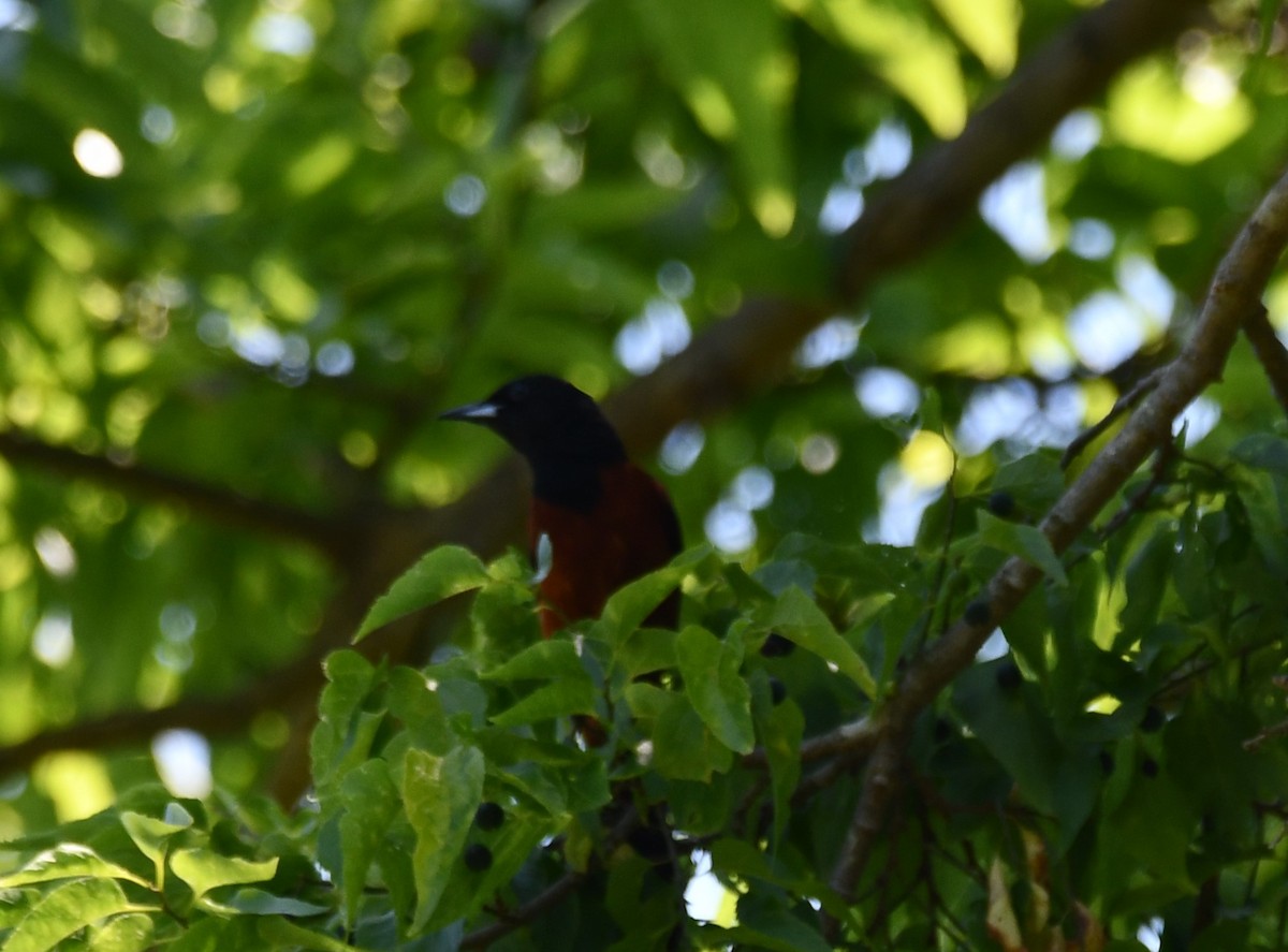 Orchard Oriole - ML619602833