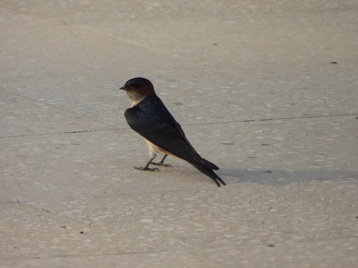 Red-rumped Swallow - ML619602866