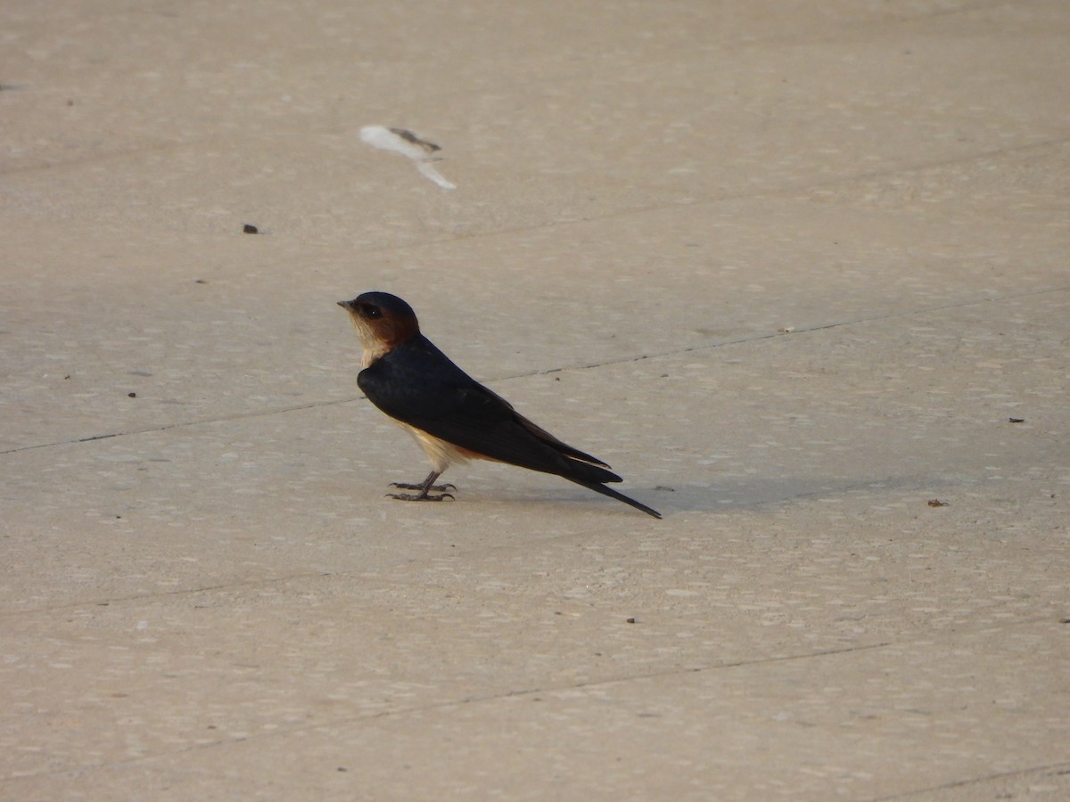 Red-rumped Swallow - ML619602867