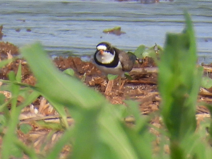 Semipalmated Plover - ML619602873