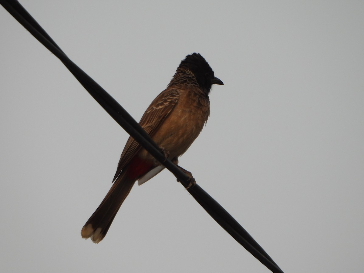 Red-vented Bulbul - ML619602888