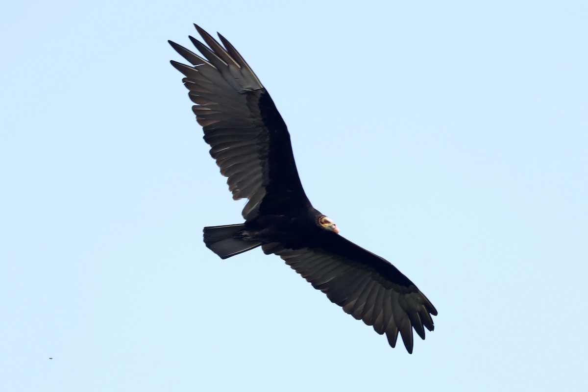 Lesser Yellow-headed Vulture - ML619602953