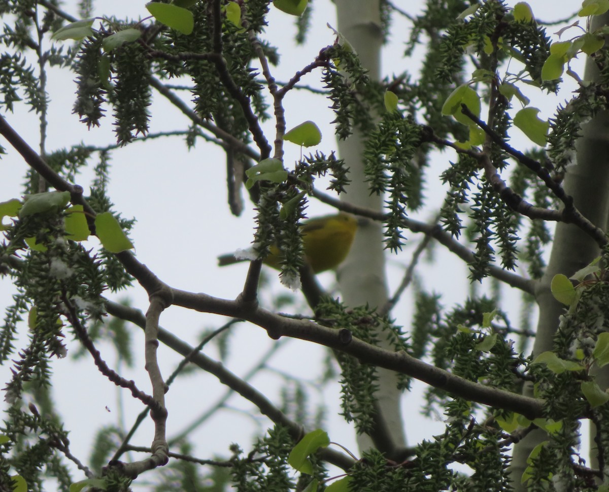 Yellow Warbler - ML619602970