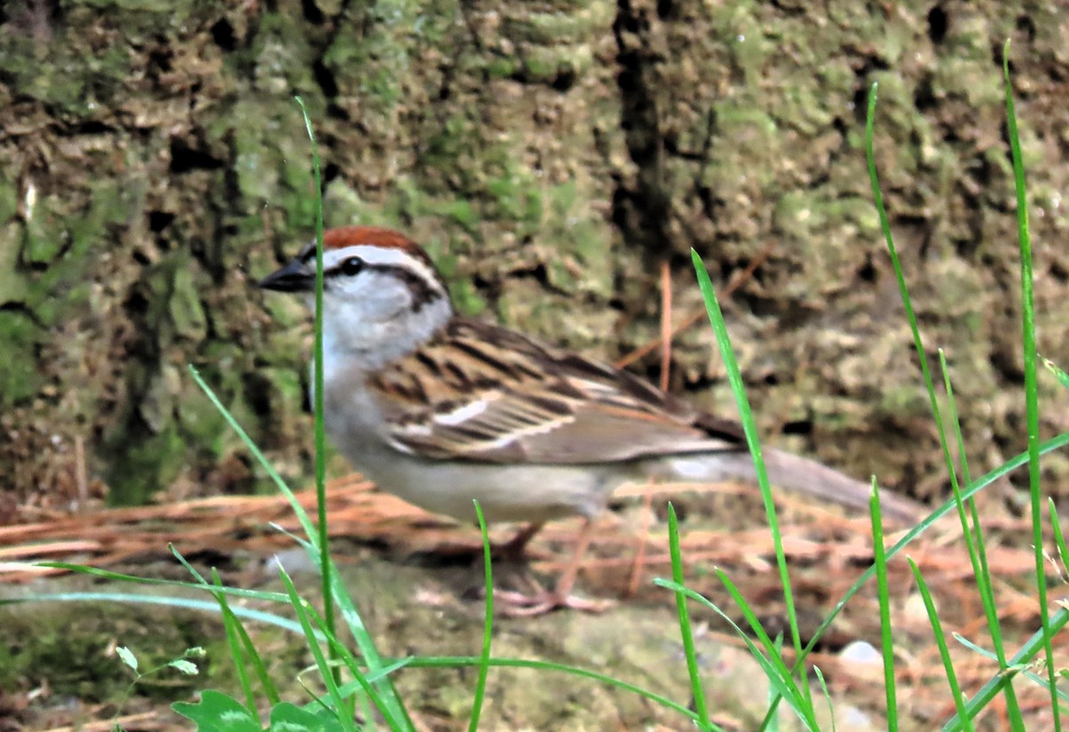 Chipping Sparrow - ML619602988