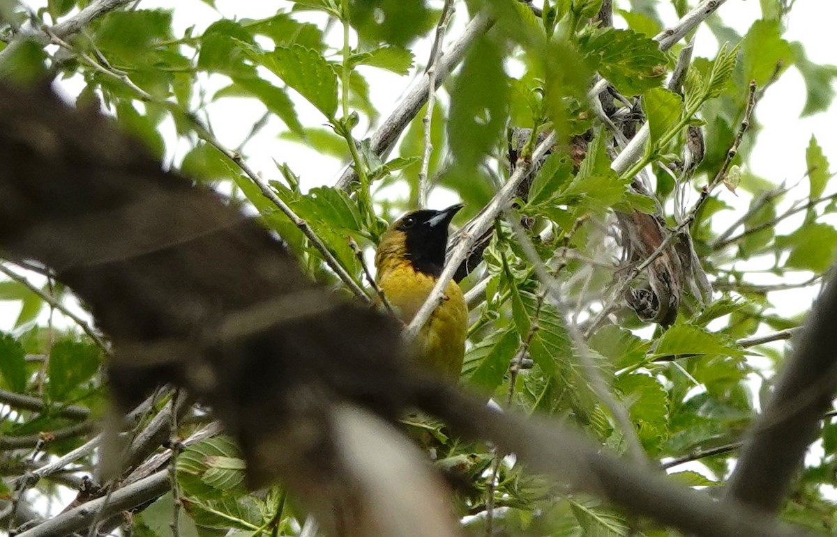 Orchard Oriole - ML619603064