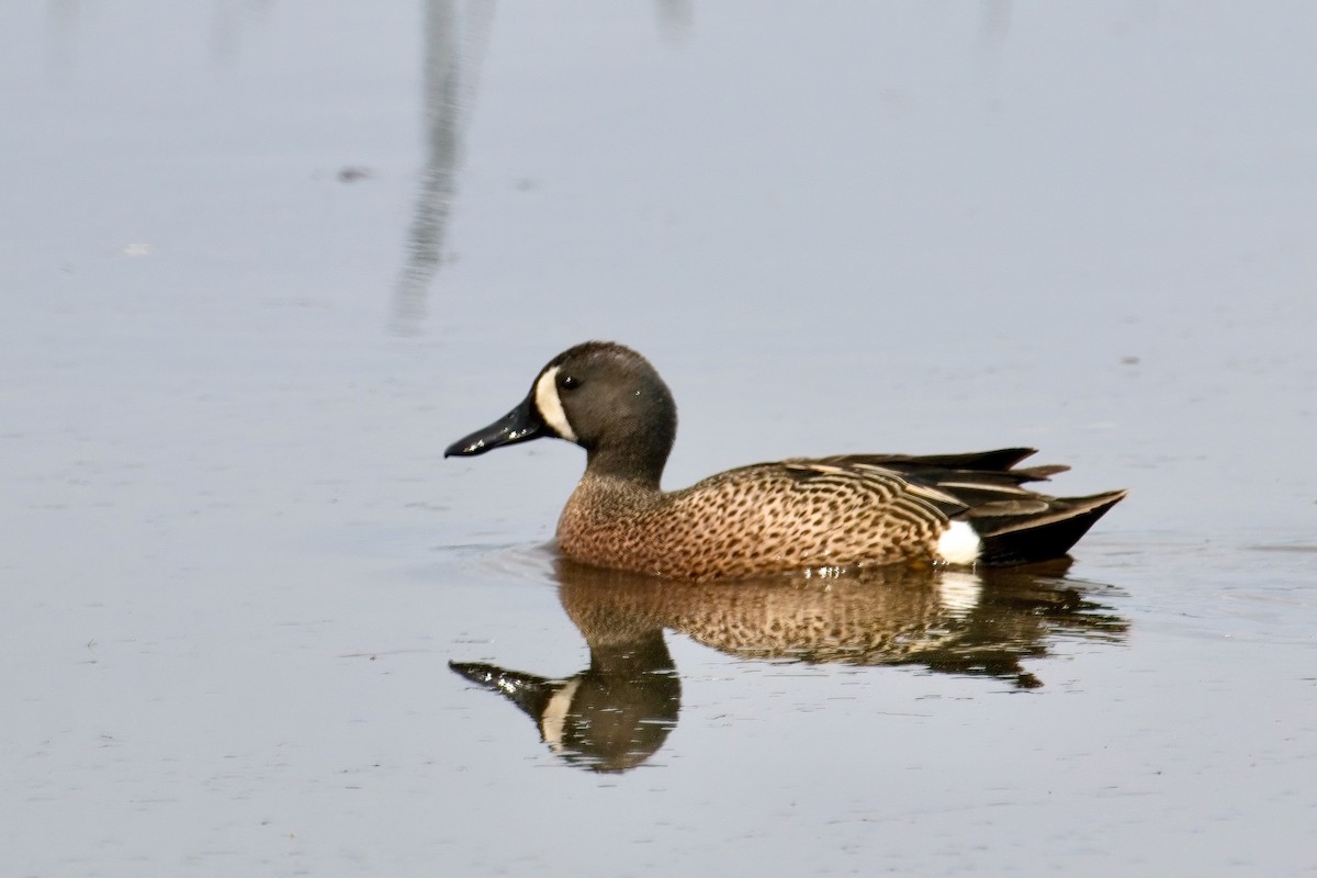 Blue-winged Teal - ML619603099