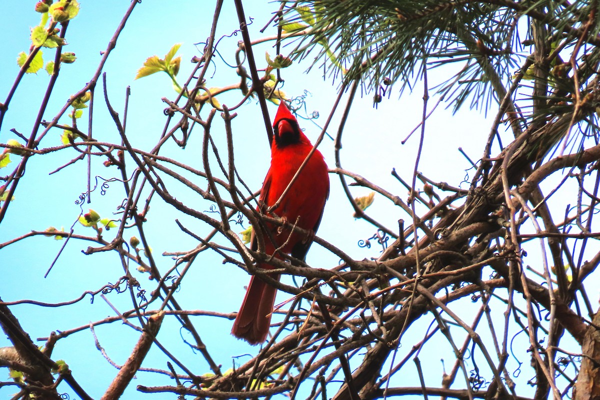 Cardinal rouge - ML619603112
