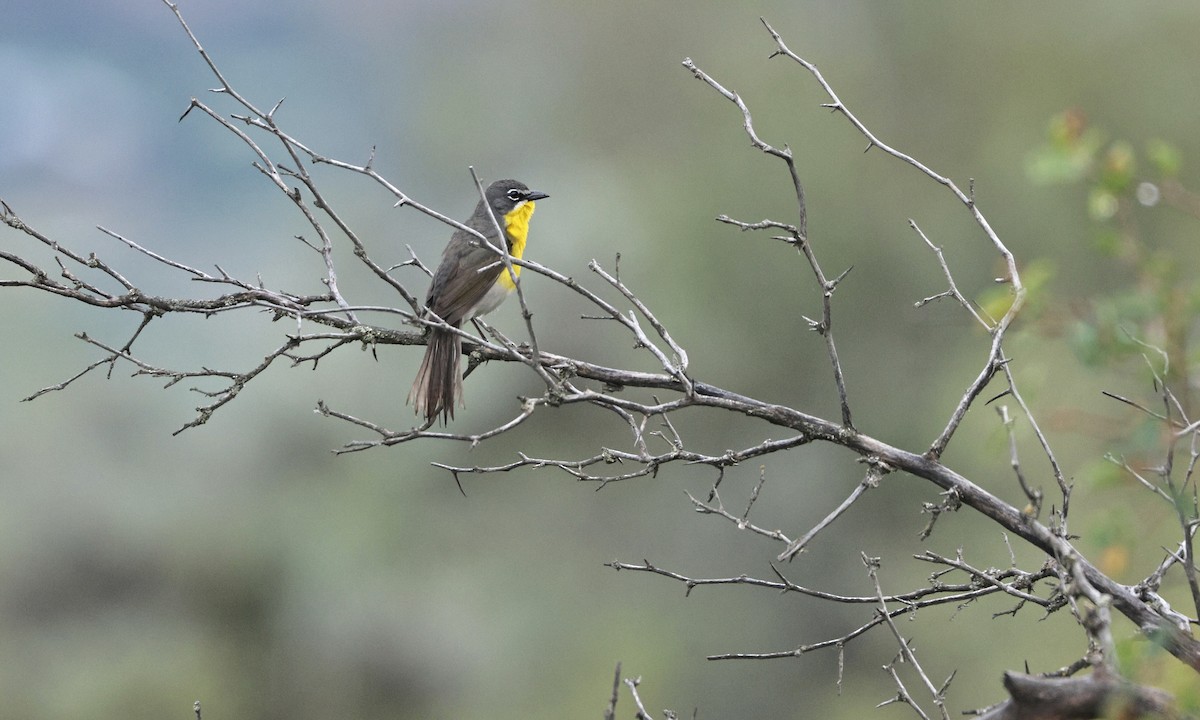Yellow-breasted Chat - ML619603126