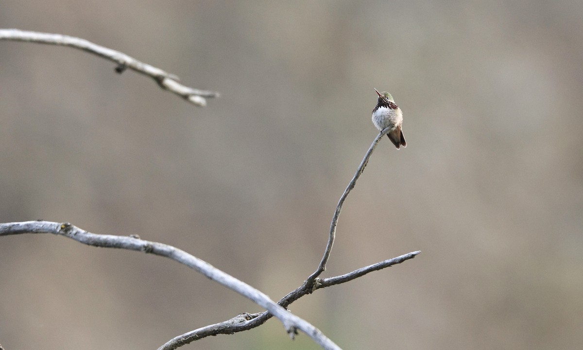 Calliope Hummingbird - ML619603130