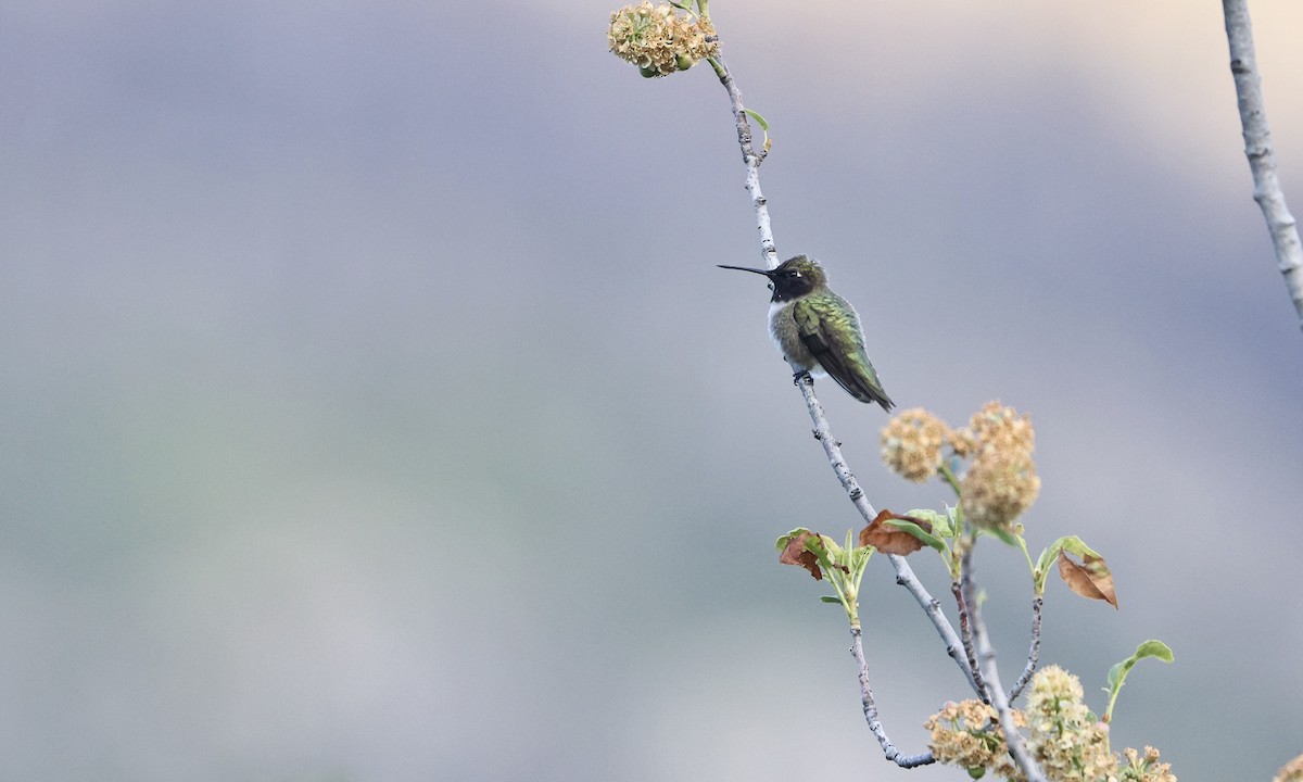 Black-chinned Hummingbird - ML619603137