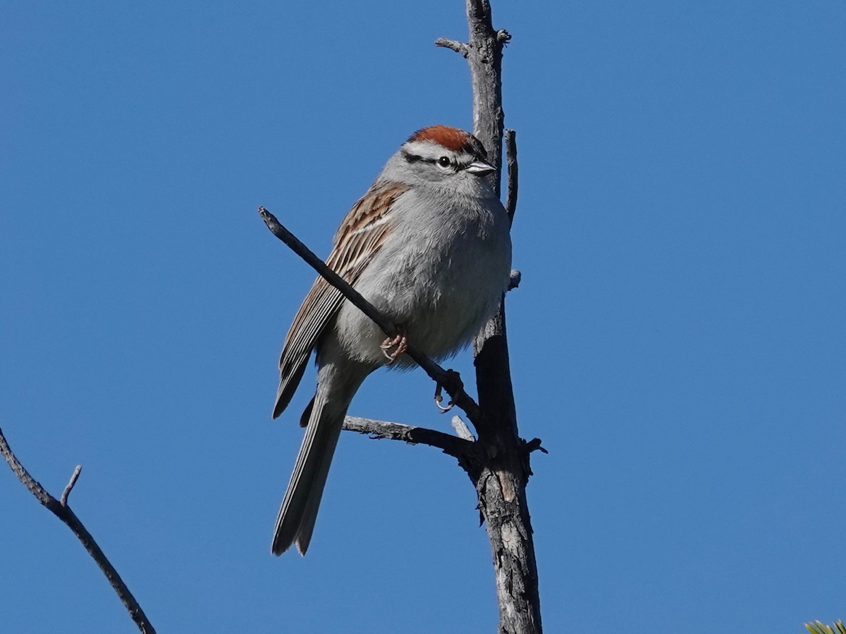 Chipping Sparrow - ML619603168