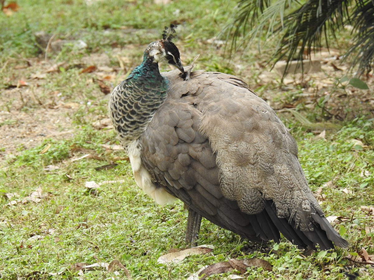 Indian Peafowl (Domestic type) - ML619603200