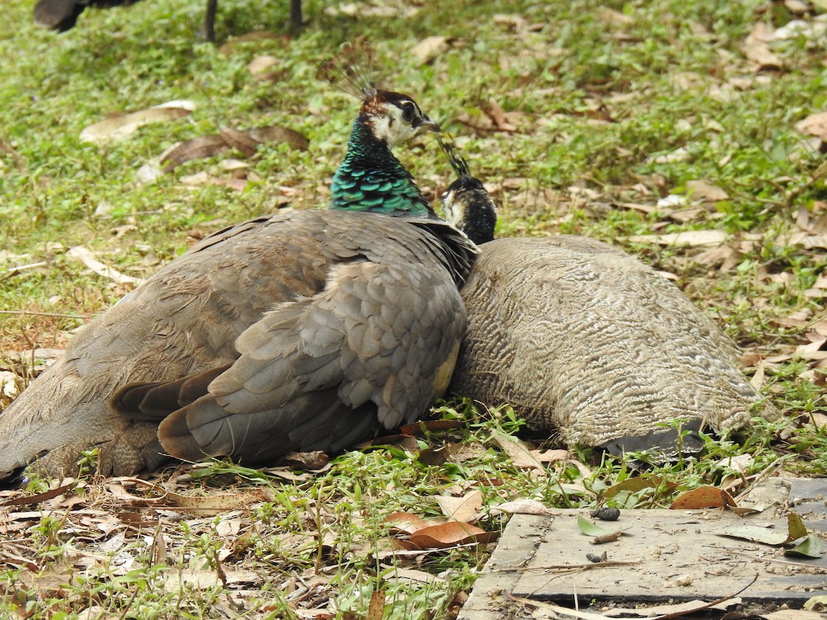 Indian Peafowl (Domestic type) - ML619603237