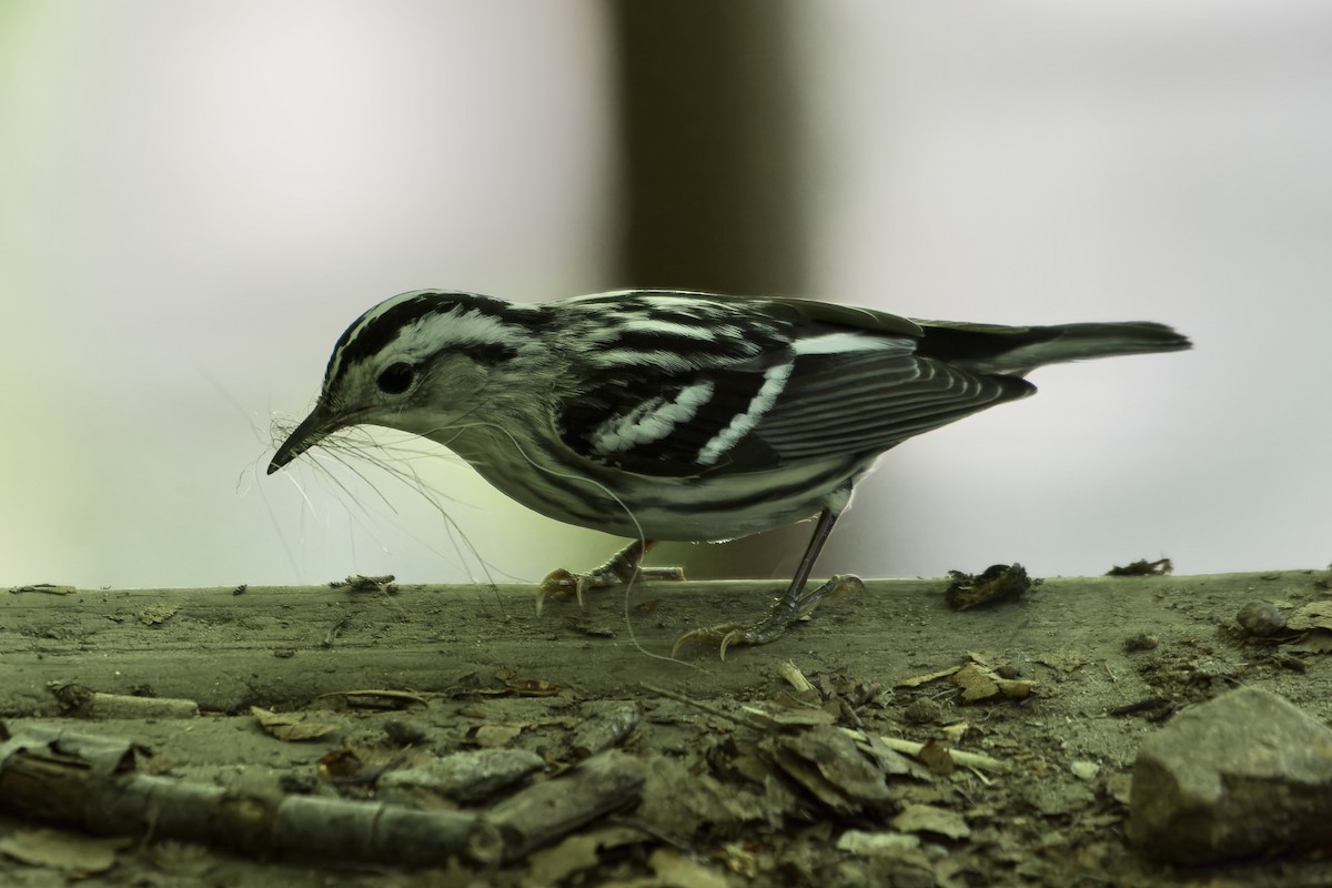 Black-and-white Warbler - ML619603260