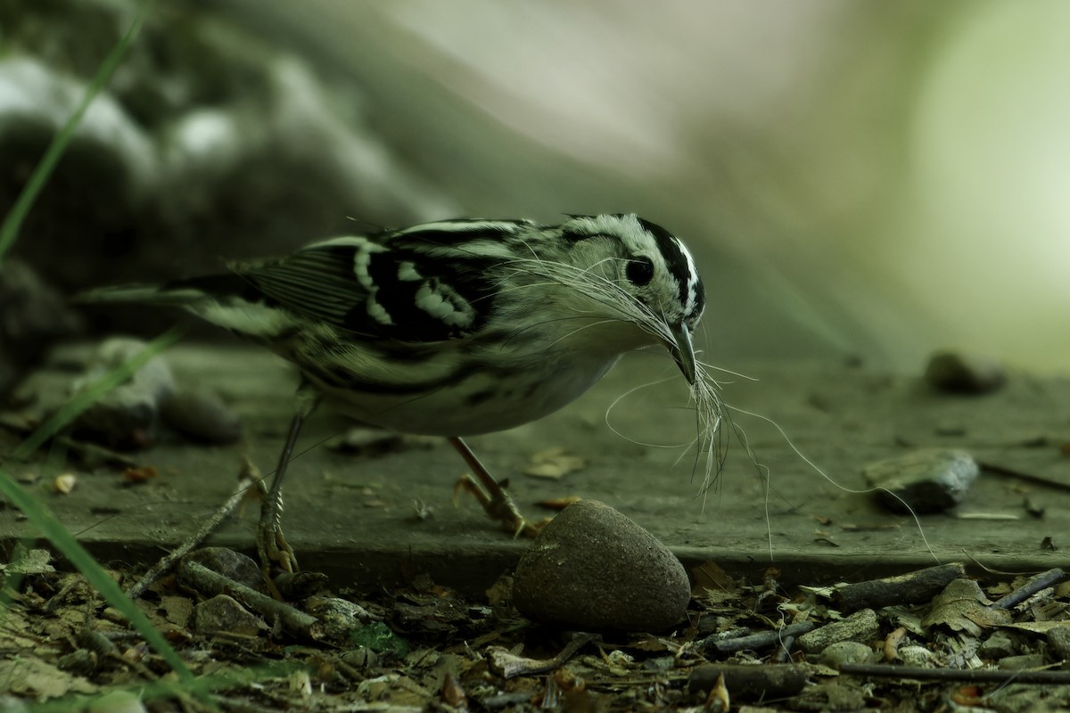 Black-and-white Warbler - ML619603262