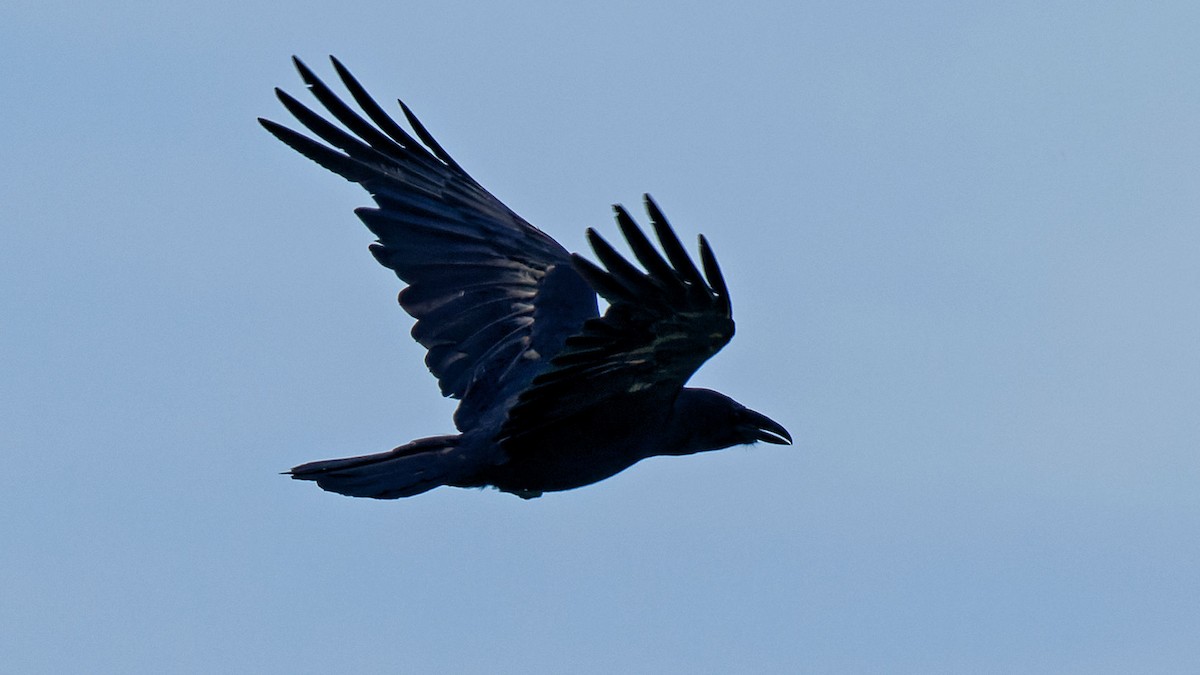 Common Raven - ML619603317