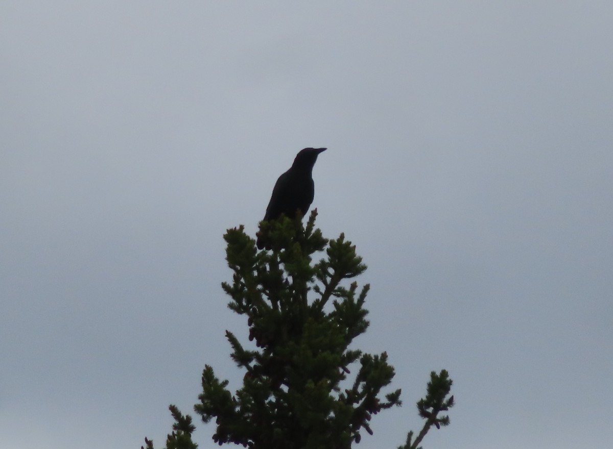 American Crow - ML619603329