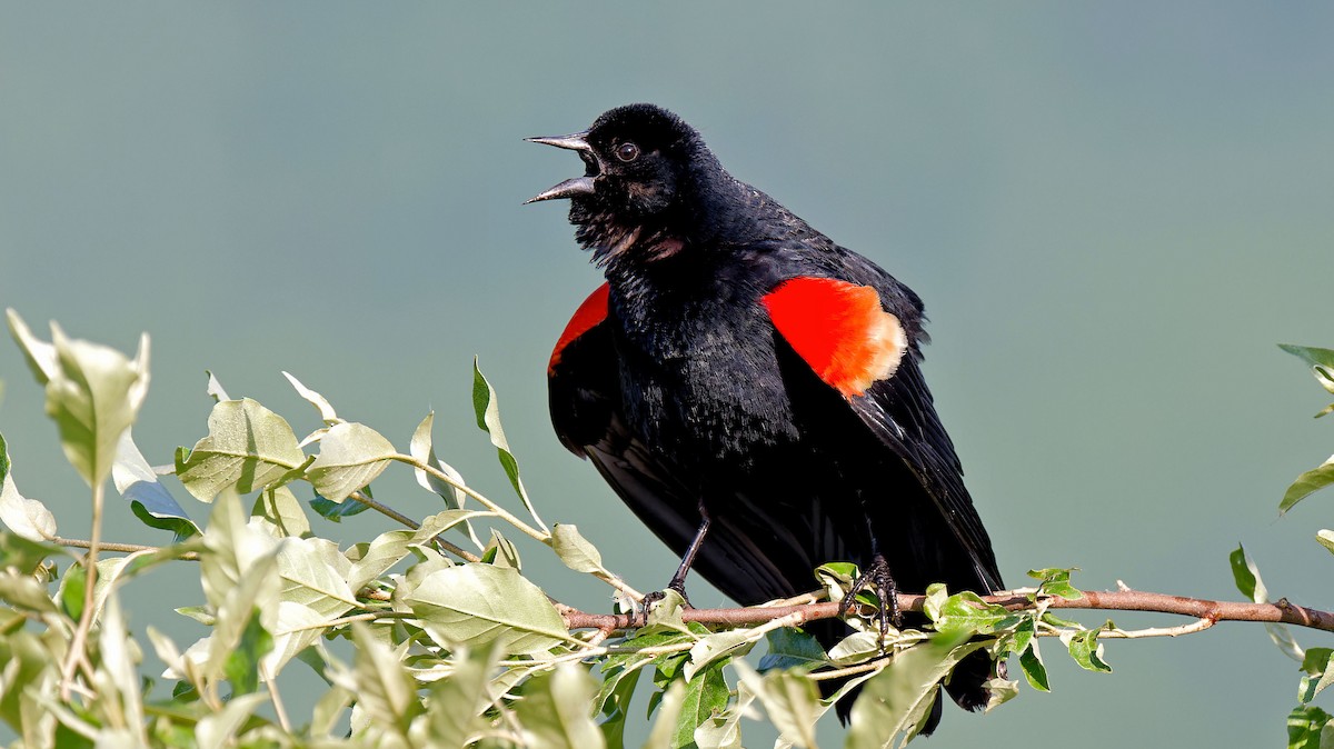 Red-winged Blackbird - ML619603350
