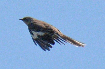 Northern Mockingbird - ML619603360