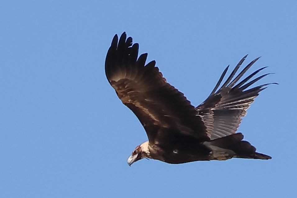 Wedge-tailed Eagle - ML619603376