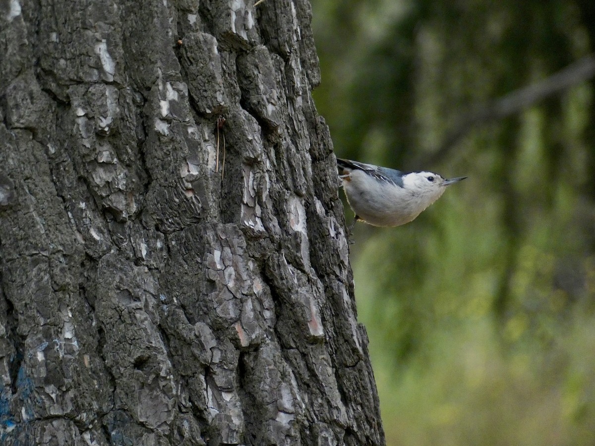 White-breasted Nuthatch - ML619603394