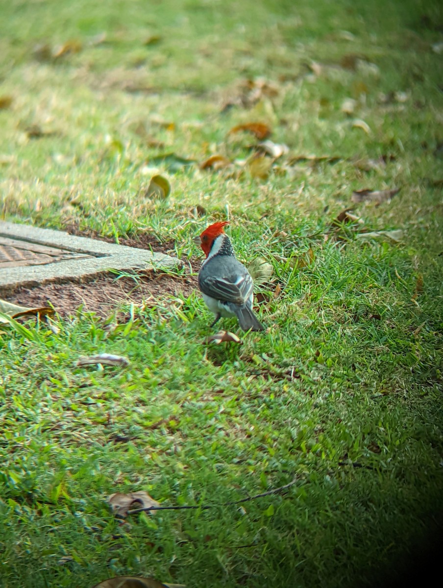 Red-crested Cardinal - ML619603429
