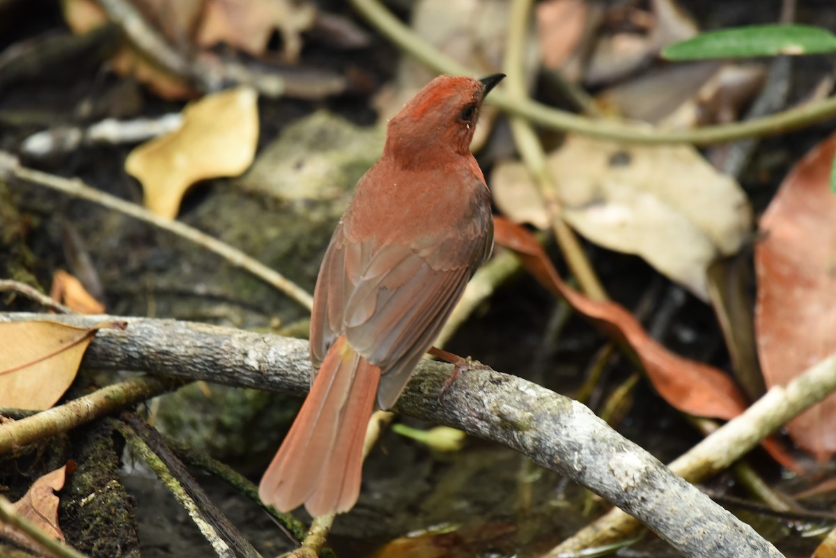 Red-throated Ant-Tanager - ML619603466
