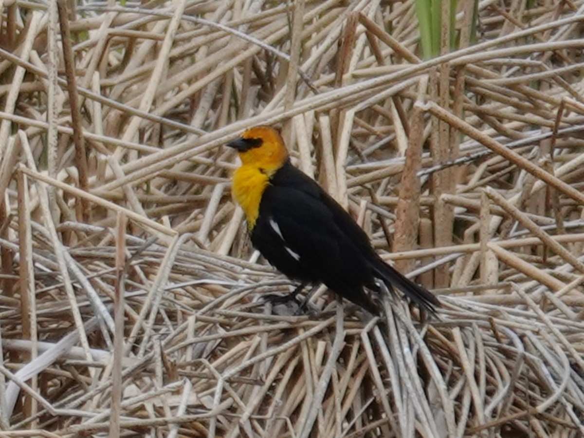 Yellow-headed Blackbird - ML619603489