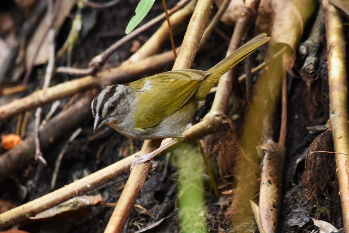 Green-backed Sparrow - ML619603495