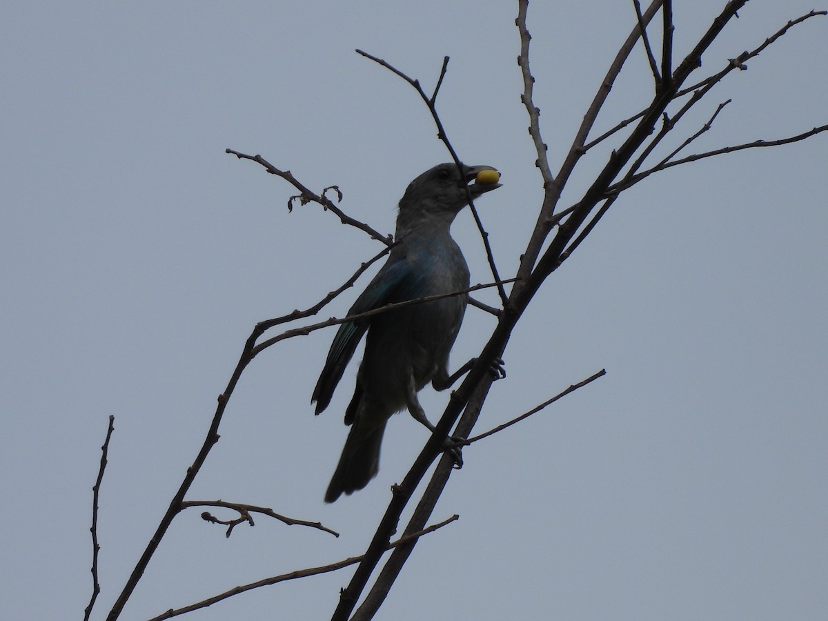 Blue-gray Tanager - ML619603501