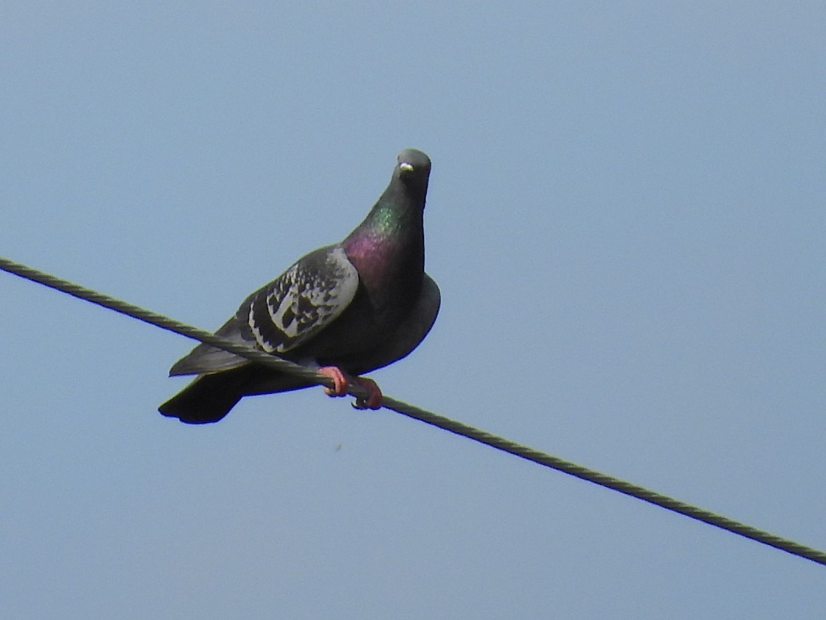 Pigeon biset (forme domestique) - ML619603508